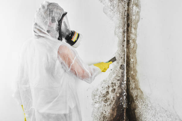 Best Post-Flood Mold Remediation in Hooper, UT