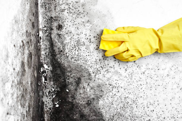 Best Bathroom Mold Remediation in Hooper, UT