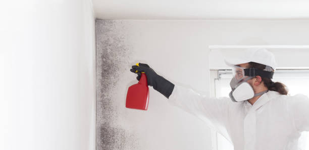 Best DIY Mold Remediation Support Services in Hooper, UT