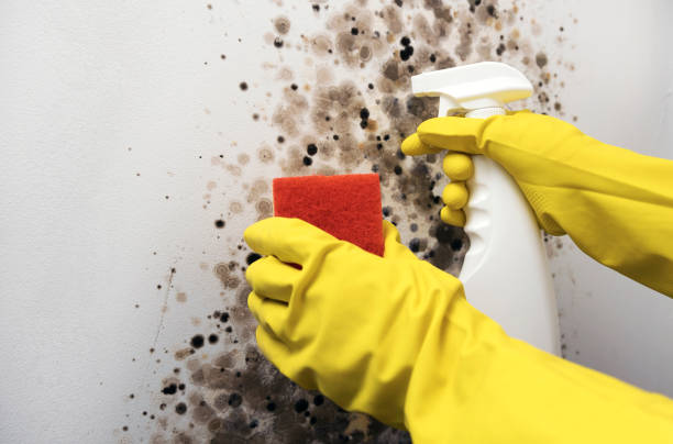 Best Residential Mold Remediation in Hooper, UT