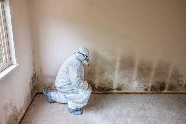 Best Emergency Mold Remediation in Hooper, UT