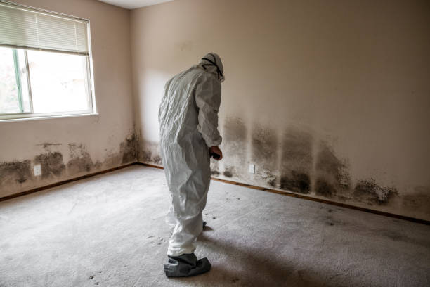 Best Attic Mold Remediation in Hooper, UT
