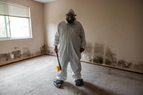 Best Attic Mold Remediation in Hooper, UT