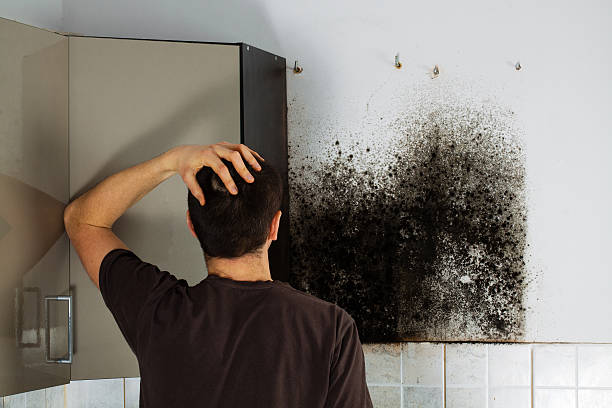Reliable Hooper, UT Mold Remediation Solutions